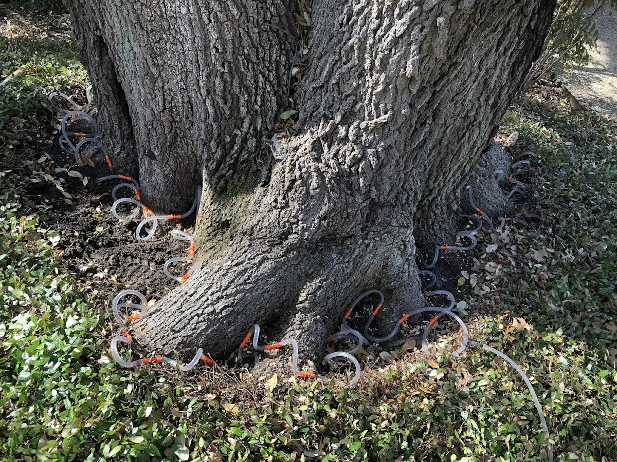 Detailed Tree Cabling and Bracing job site in Newport Center
