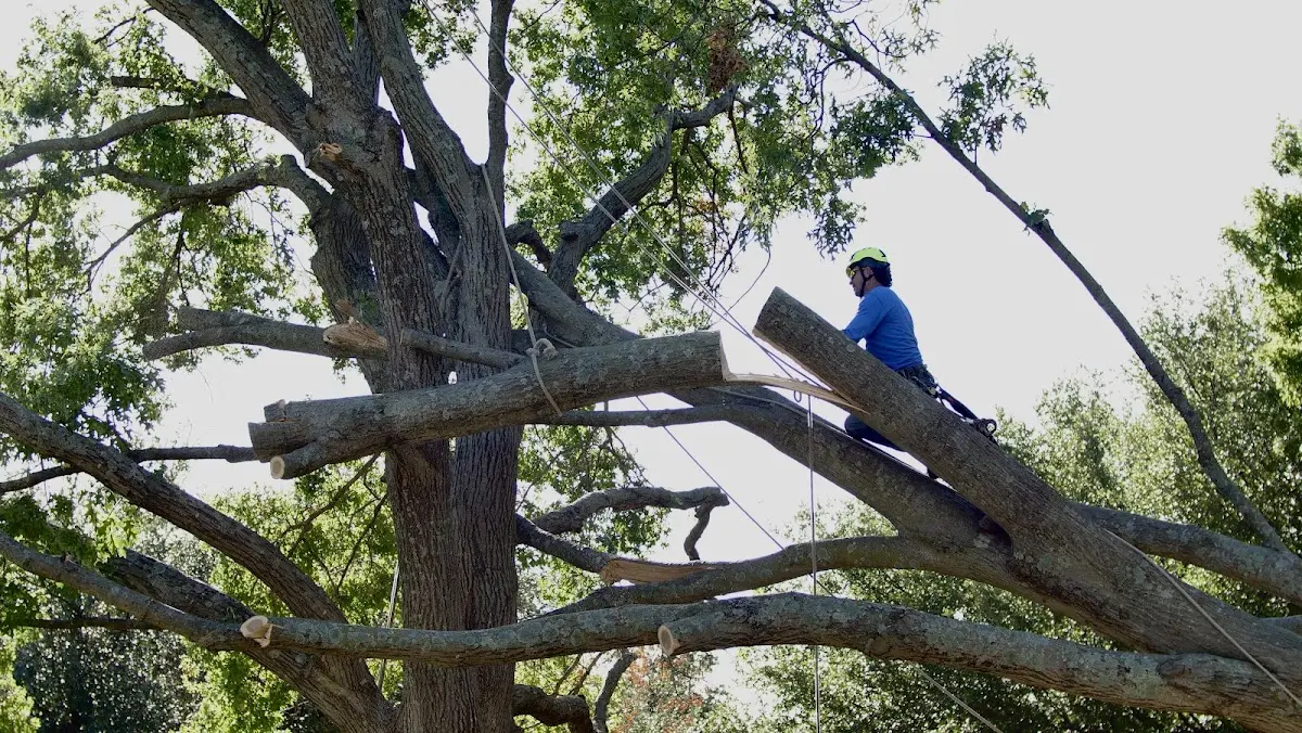 Professional Hazardous Tree Removal performed by certified arborists in Newport Center